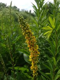 Image result for Verbascum nigrum