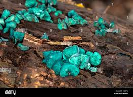 Attēlu rezultāti vaicājumam “Chlorociboria aeruginascens”