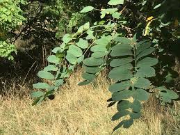 Attēlu rezultāti vaicājumam “Robinia neomexicana”