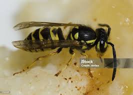 Attēlu rezultāti vaicājumam “Vespula germanica”