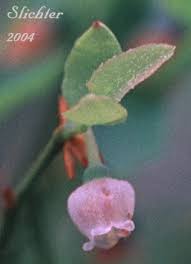 Attēlu rezultāti vaicājumam “Oxycoccus bud”