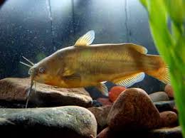 Image result for Ameiurus melas