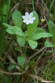 Attēlu rezultāti vaicājumam “Trientalis europaea”
