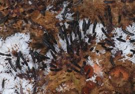 Attēlu rezultāti vaicājumam “Stemonitopsis typhina stalked”