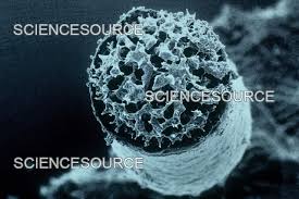 Attēlu rezultāti vaicājumam “Craterium minutum macro”