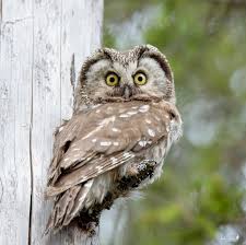 Attēlu rezultāti vaicājumam “Aegolius funereus”