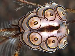 Attēlu rezultāti vaicājumam “Diderma umbilicatum macro”