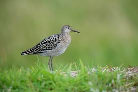 Attēlu rezultāti vaicājumam “Philomachus pugnax”