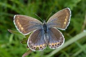 Attēlu rezultāti vaicājumam “Plebejus argyrognomon”