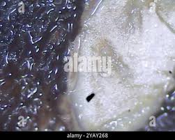 Attēlu rezultāti vaicājumam “Propolis farinosa”