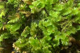 Attēlu rezultāti vaicājumam “Tritomaria”