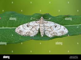 Attēlu rezultāti vaicājumam “Eupithecia tantillaria”