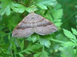 Attēlu rezultāti vaicājumam “Scotopteryx chenopodiata”