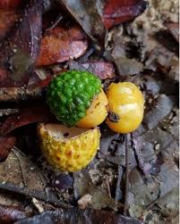 Attēlu rezultāti vaicājumam “Cardaminopsis arenosa fruit”