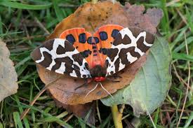 Attēlu rezultāti vaicājumam “Arctia caja imago”