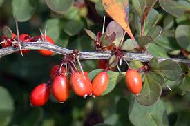 Attēlu rezultāti vaicājumam “Berberis thunbergii fruit”