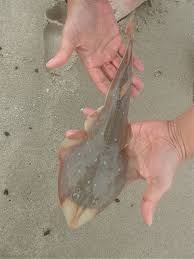 Image result for Acroteriobatus blochii