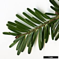 Attēlu rezultāti vaicājumam “Abies alba”