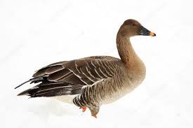 Image result for Anser fabalis