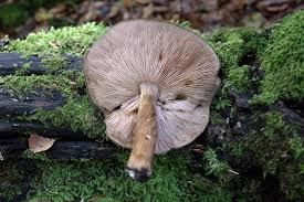 Attēlu rezultāti vaicājumam “Pluteus umbrosus”