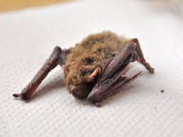 Attēlu rezultāti vaicājumam “Pipistrellus nathusii”