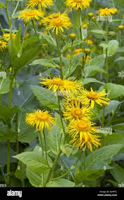 Attēlu rezultāti vaicājumam “Telekia speciosa leaf”