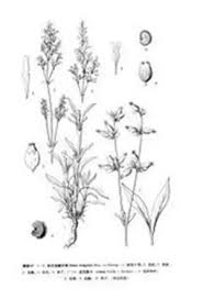 Attēlu rezultāti vaicājumam “Silene wolgensis”