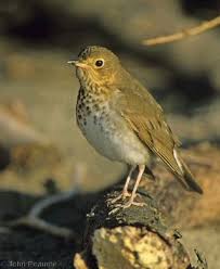 Image result for Catharus ustulatus