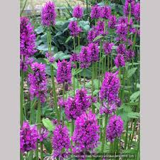 Attēlu rezultāti vaicājumam “Stachys officinalis”