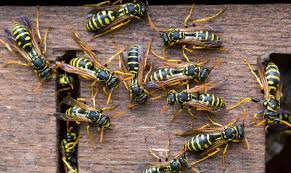 Image result for East Kilbride Wasps