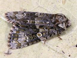 Attēlu rezultāti vaicājumam “Craniophora ligustri”