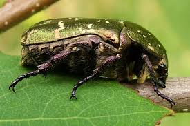 Attēlu rezultāti vaicājumam “Potosia cuprea imago”