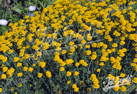 Attēlu rezultāti vaicājumam “Anthemis tinctoria flower”