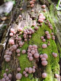 Attēlu rezultāti vaicājumam “Stemonitopsis aequalis var. microspora”