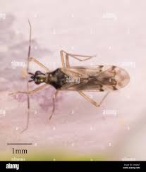 Attēlu rezultāti vaicājumam “Dicyphus sp.”