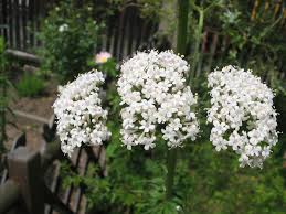 Image result for Valeriana officinalis