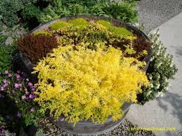 Image result for Sedum acre