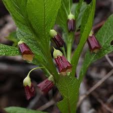 Attēlu rezultāti vaicājumam “Scopolia carniolica flower”