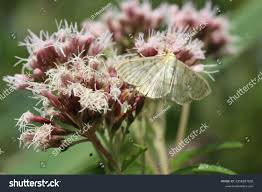 Attēlu rezultāti vaicājumam “Pleuroptya ruralis”