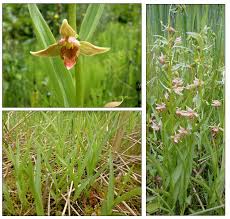 Attēlu rezultāti vaicājumam “Epipactis helleborine fruit”