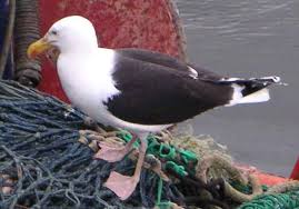 Attēlu rezultāti vaicājumam “Larus marinus”