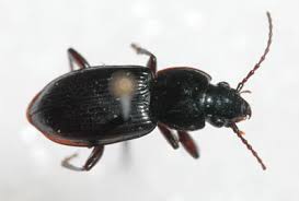 Attēlu rezultāti vaicājumam “Pterostichus sp.”