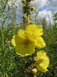 Image result for Verbascum phlomoides