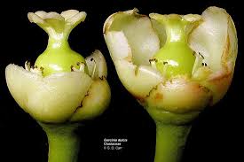 Attēlu rezultāti vaicājumam “Clusiaceae”