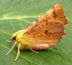 Attēlu rezultāti vaicājumam “Ennomos alniaria”