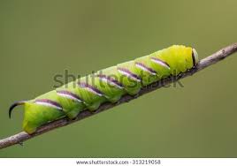 Attēlu rezultāti vaicājumam “Sphinx ligustri”