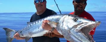 Image result for Sphyraena barracuda