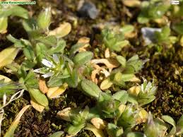 Attēlu rezultāti vaicājumam “Cerastium semidecandrum”