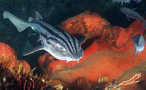 Image result for Poroderma africanum