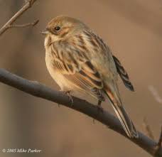 Image result for Emberiza pallasi